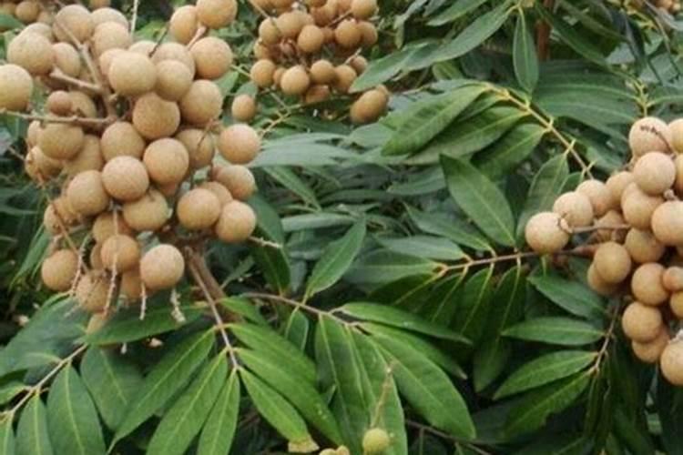翡翠山水牌有什么寓意 翡翠山水牌有什么讲究