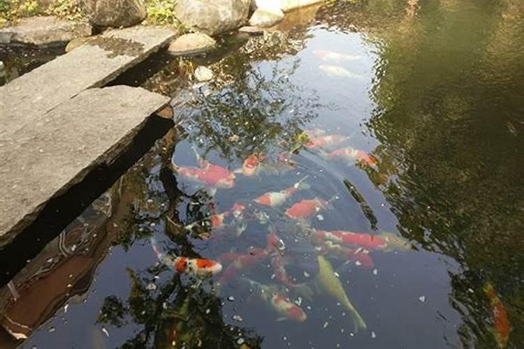 庭院水池混养哪些鱼