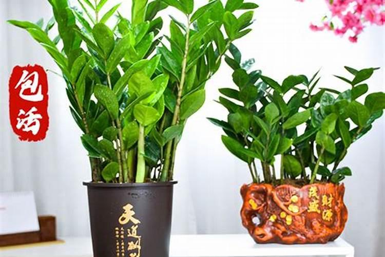 宅基地上种什么树有利风水
