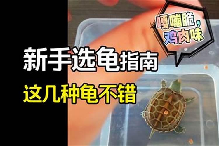 5大最值得养的龟招财又镇宅 养什么乌龟招财转运