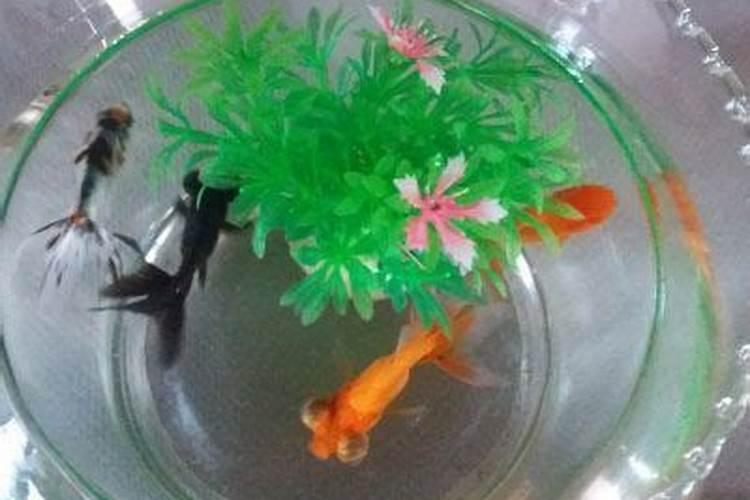 别墅前后花园养鱼风水有什么说法？