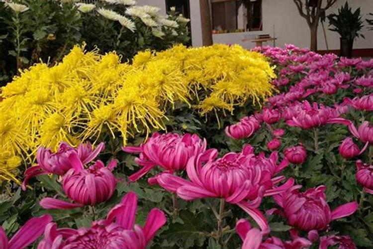 坟前栽菊花对子孙的影响