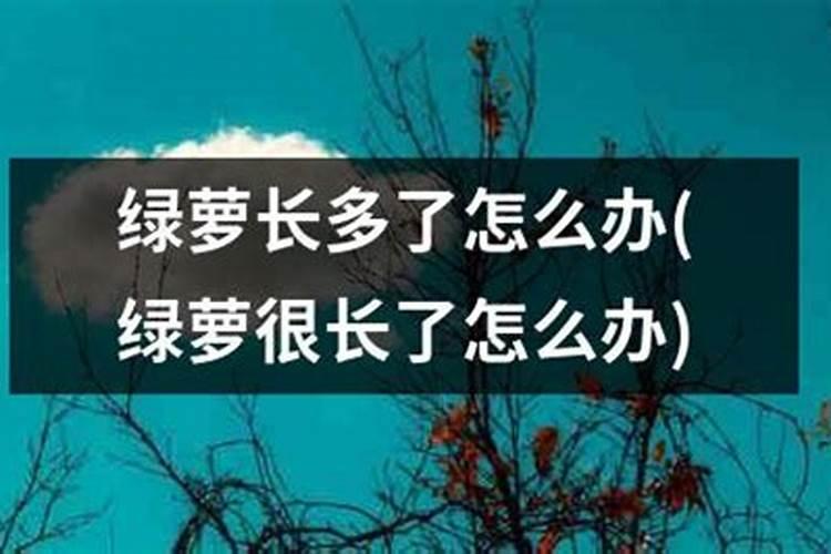详解阳宅树木种植风水