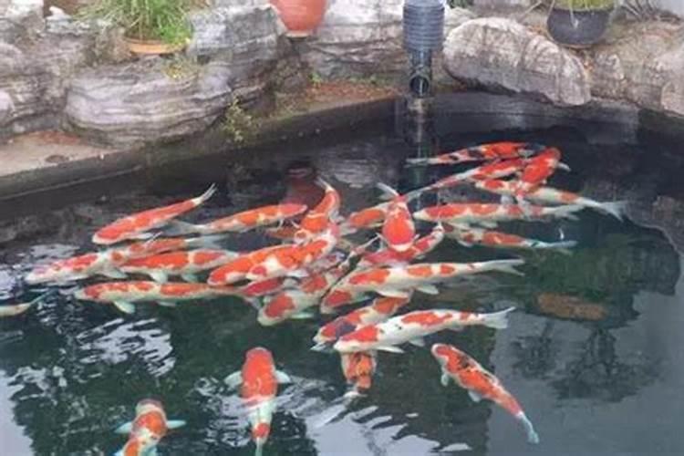 锦鲤一般养几条最好