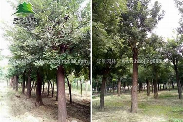 阴宅不可以养什么树木？槐树不能有