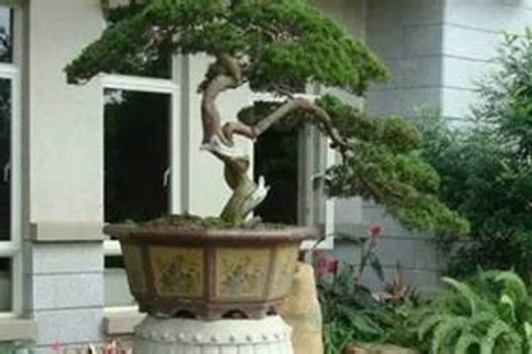办公楼前种什么树好？