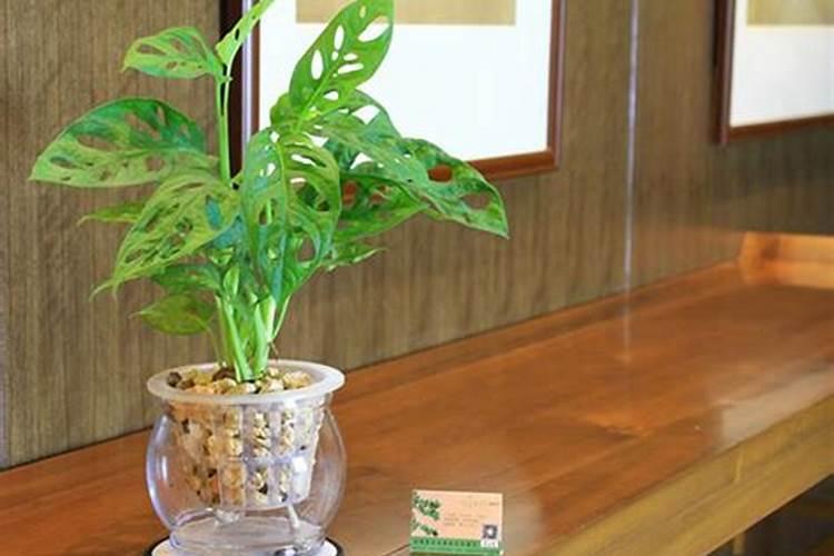 办公桌绿植摆放风水有什么讲究？