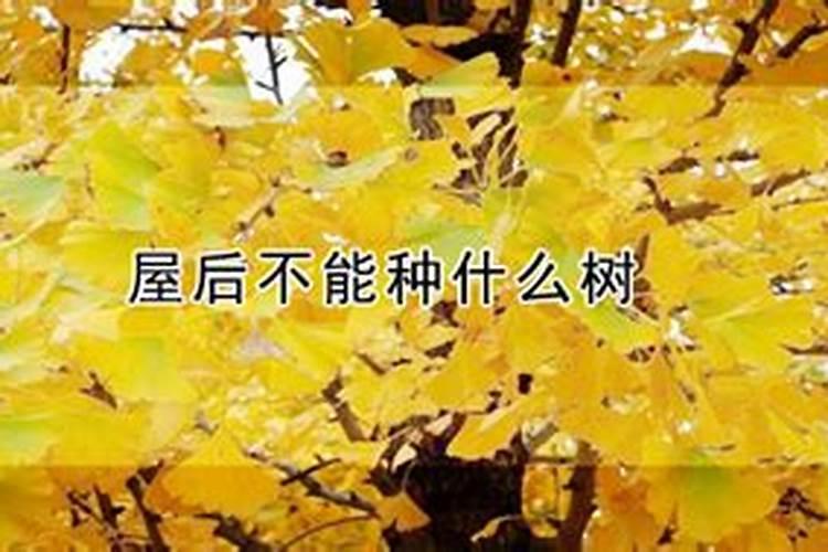 风水大师解析哪些树最好不要种在院子里