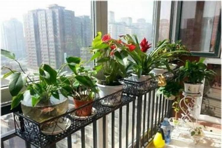 门口种花风水十大禁忌？