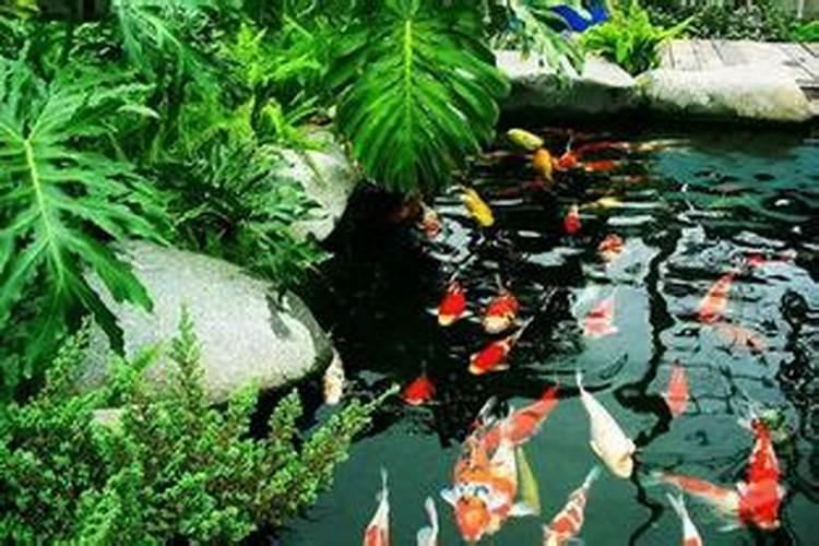 屋后 挖鱼塘好不好(风水)？