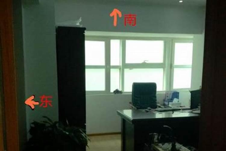办公楼前种什么树好