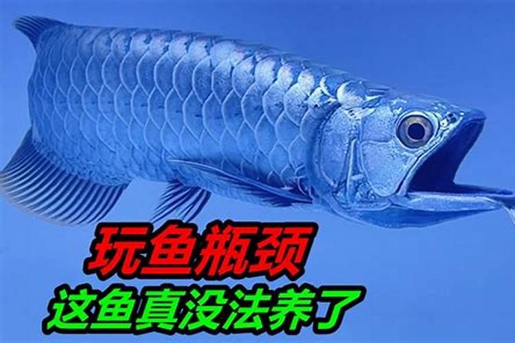 养金鱼真的要看风水和运气吗？鱼缸还要看方向放？