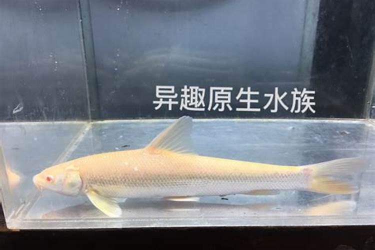 上海风水师傅哪个比较厉害？上海风水哪位看的好？麻烦大家推荐一个看风水...