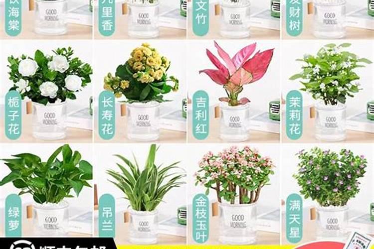 会影响你的感情的假花风水知识