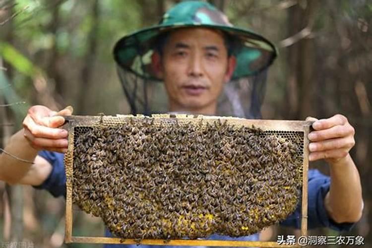 为什么说蜜蜂是家养的风水