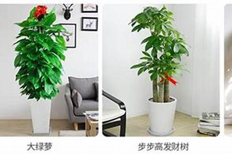 店门口种什么花对风水好,门前最旺风水的花