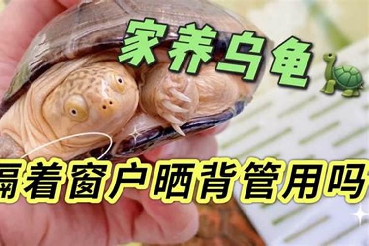 养龟有什么风水说法？