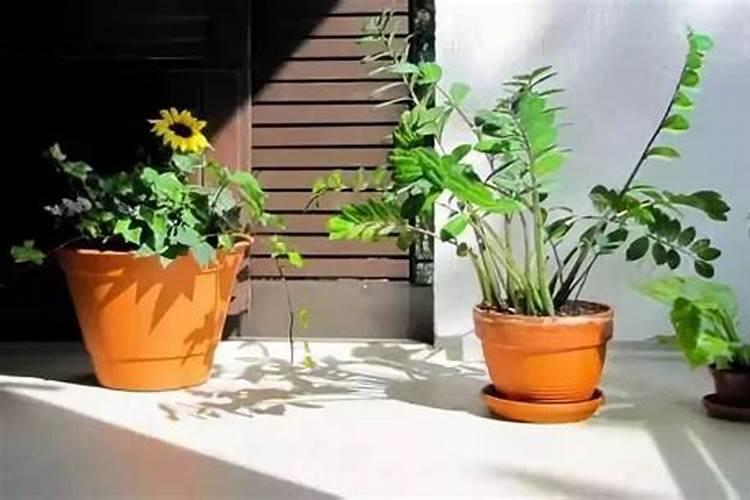 窗台种什么果树最旺风水
