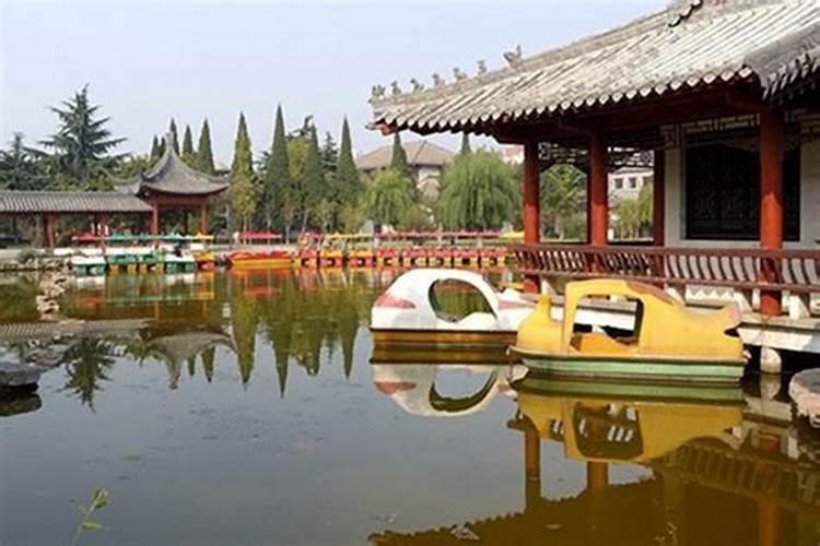 朋友家里摆什么花好运气好 在朋友家里摆什么花利于运气好