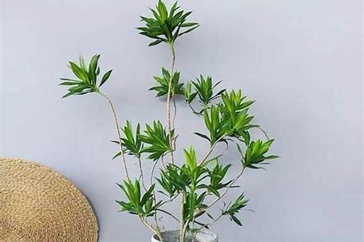 如何搭棚子不算违建