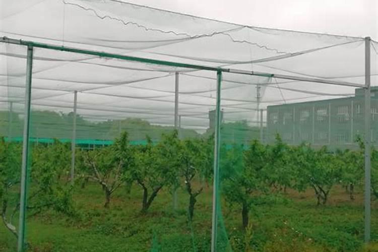 楼顶种什么果树吉利