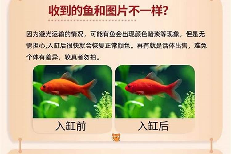 风水家里鱼缸有六条红鱼,二条白鱼,一条黑鱼这好吗