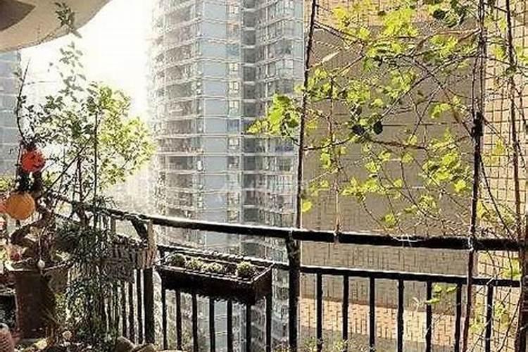吸财树风水摆放禁忌