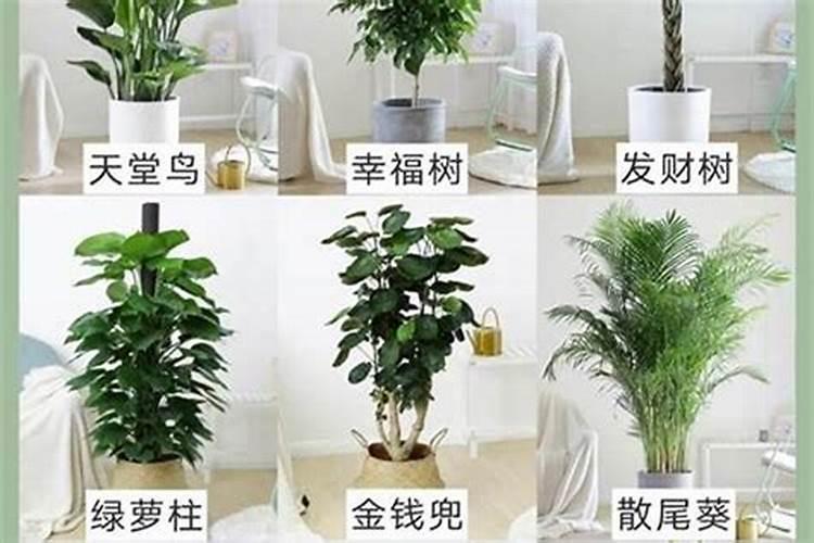 家里客厅里养些什么花比较好？比较旺风水？