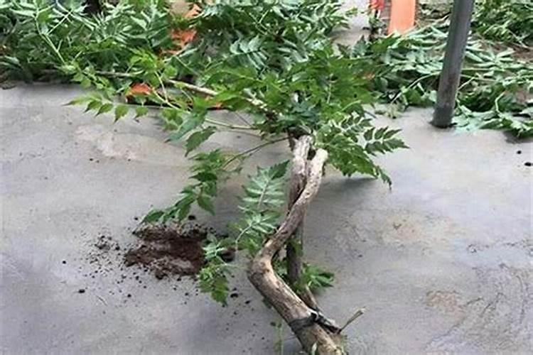 别墅门口左右种什么树好 别墅门口种什么树风水比较好
