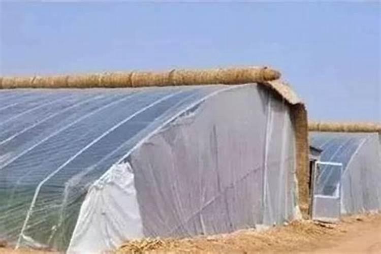 养牛建大棚有什么风水学问吗