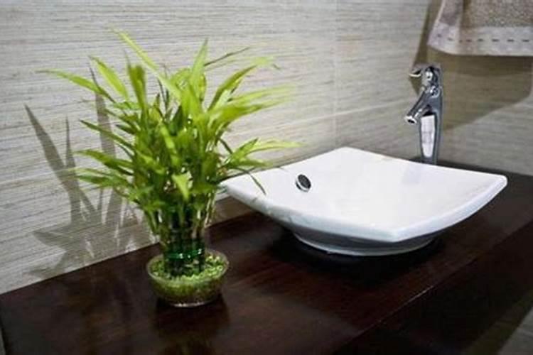 房间放什么植物好风水 房间放哪些植物好风水