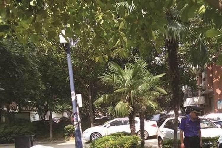 什么情况下需要请风水先生看风水老家大门正对一棵黄角树好不好