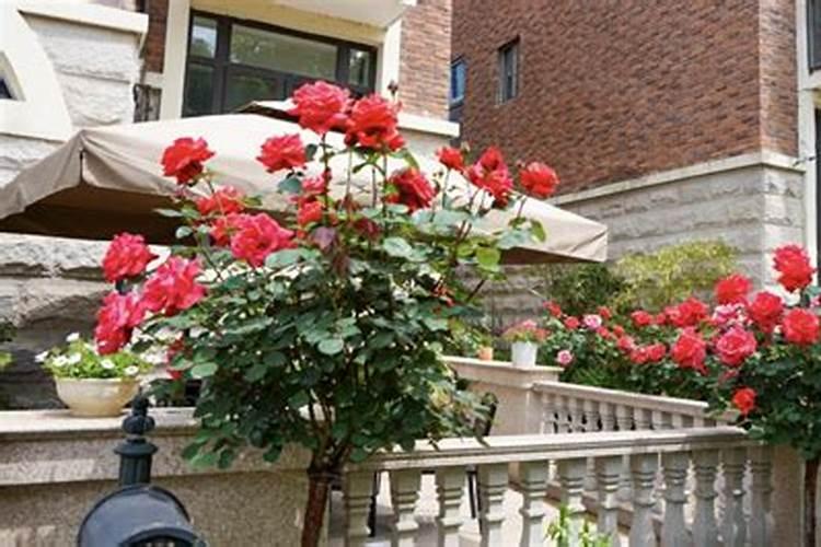 风水上讲家里种月季花好不好