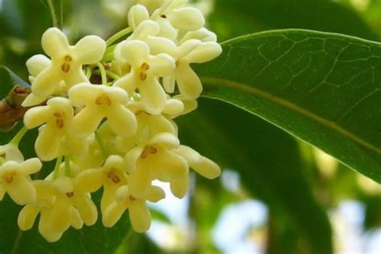 桂花树长在房子哪一方位比较好？
