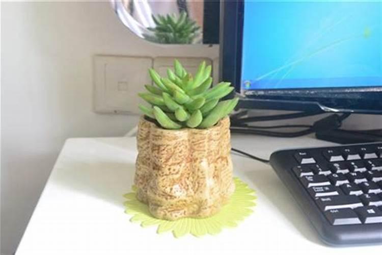 办公桌绿植摆放风水有什么讲究？
