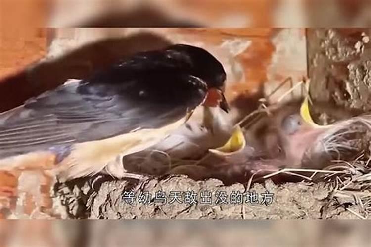 为什么说燕子住进家里是好的？