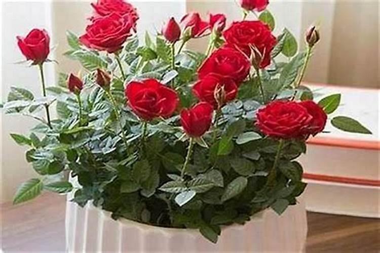 在家什么方位放什么花旺财家里的花养在哪个位置最旺运