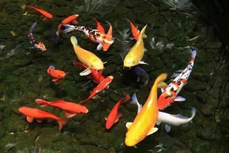 金鱼和锦鲤哪个风水好