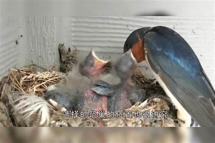 一只燕子进屋好不好,预兆什么事？