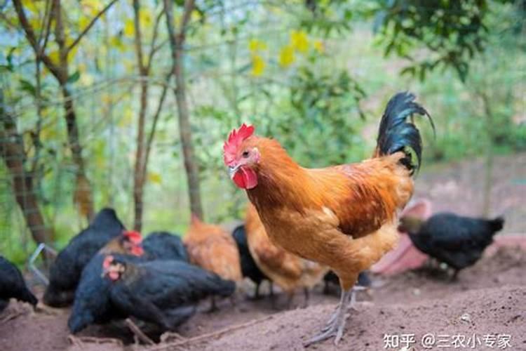 看完风水以后,为什么要一只公鸡