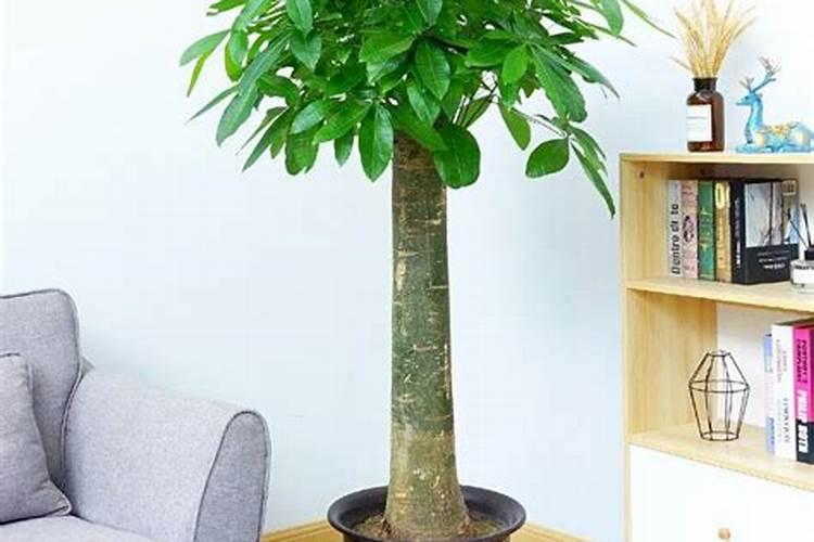如果商铺有棵树对门口风水好不好