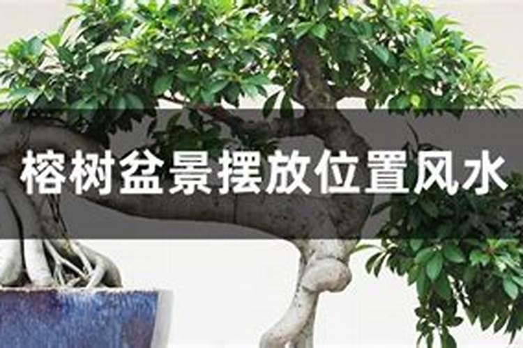 客厅盆景摆放风水好不好客厅摆放盆景有哪些讲究