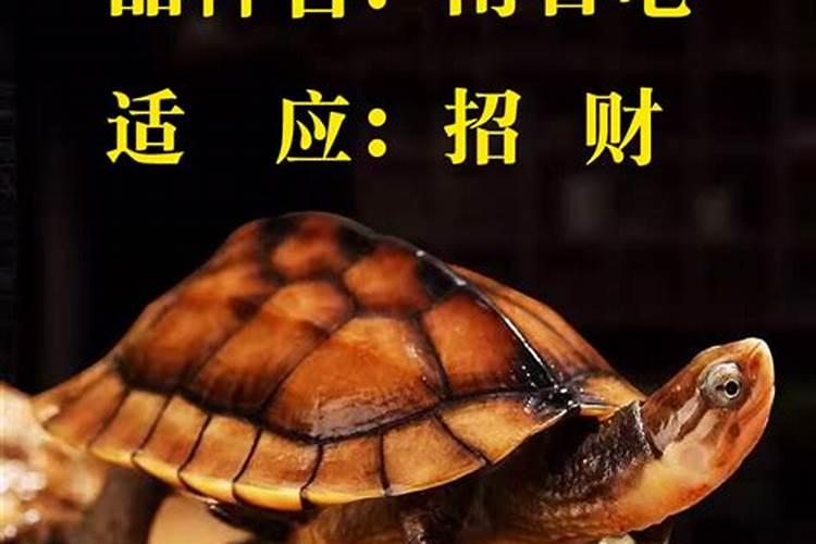 撼龙风水人物专访:洪国珍:让风水科学造福百姓