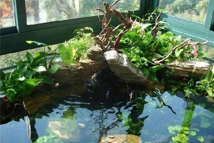 乌龟的风水作用 借助龟壳挡煞和驱走恶运