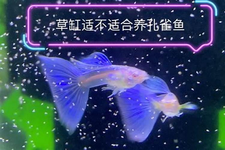 办公室养鱼有哪些风水讲究 办公室养鱼的风水讲究有什么呢