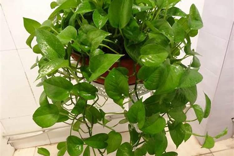 玄关摆什么植物风水好？玄关植物摆放风水讲究