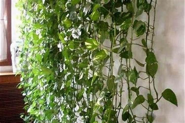 玄关摆放哪种植物风水好