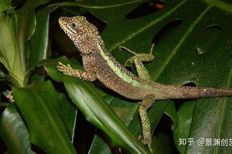 家里养蜥蜴有什么预兆家里养蜥蜴的风水含义