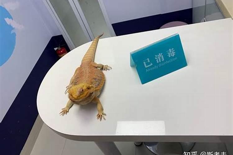 家里养蜥蜴有什么预兆 家里养蜥蜴的风水含义