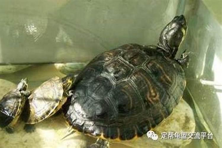 养乌龟在家里对风水好不好